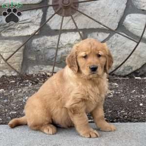 Murphy, Golden Retriever Puppy