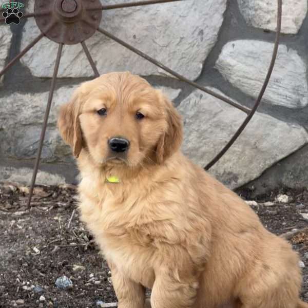 Moose, Golden Retriever Puppy