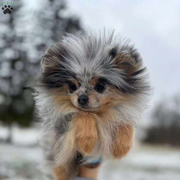 Blue- tiny, Pomeranian Puppy