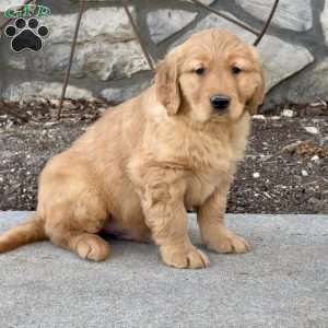 Moose, Golden Retriever Puppy