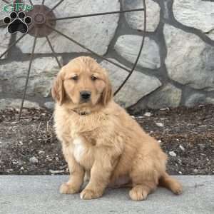 Moe, Golden Retriever Puppy