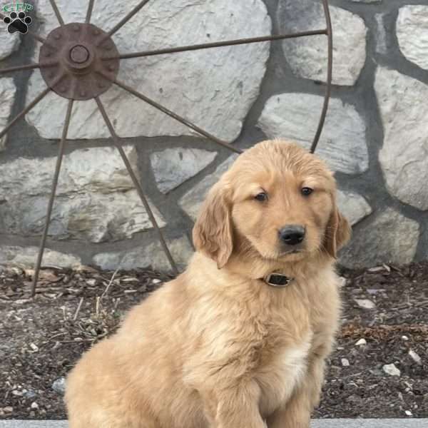 Moe, Golden Retriever Puppy