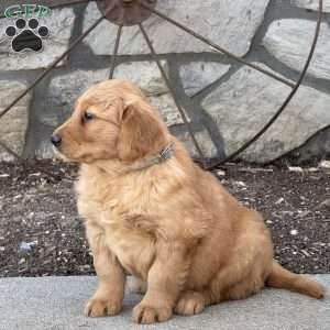 Magnus, Golden Retriever Puppy