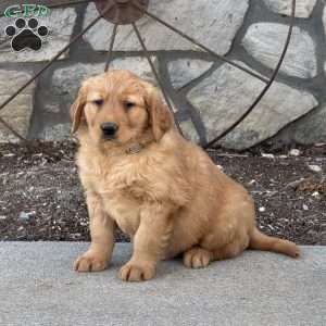 Magnus, Golden Retriever Puppy