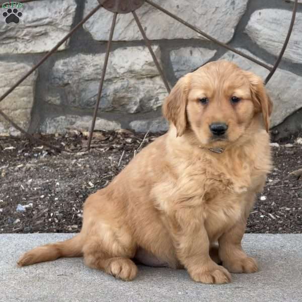 Magnus, Golden Retriever Puppy