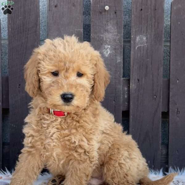 Titus, Mini Labradoodle Puppy