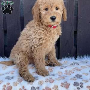 Titus, Mini Labradoodle Puppy