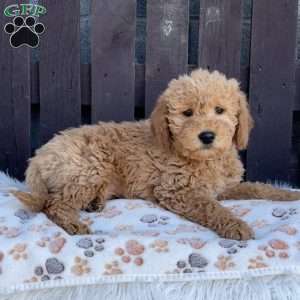 Titus, Mini Labradoodle Puppy