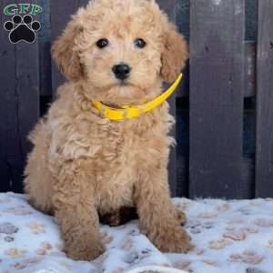 Teddy, Mini Labradoodle Puppy