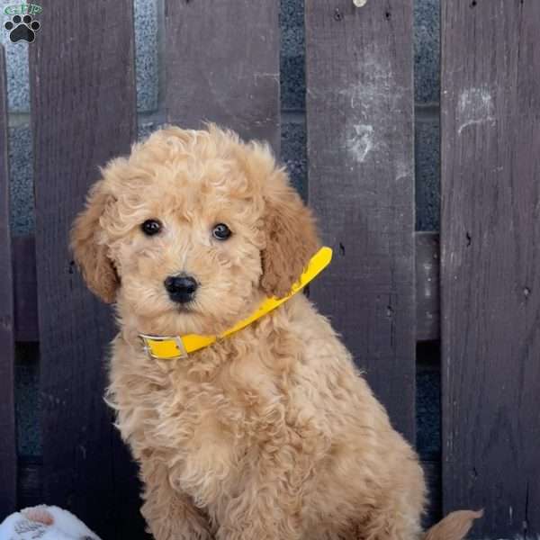 Teddy, Mini Labradoodle Puppy