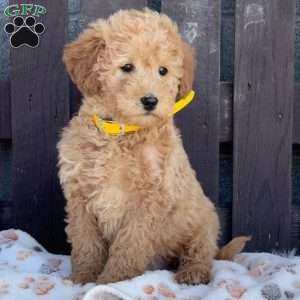 Teddy, Mini Labradoodle Puppy