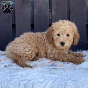 Teddy, Mini Labradoodle Puppy