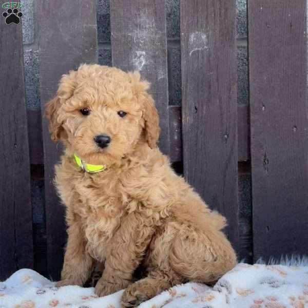 Twinkle, Mini Labradoodle Puppy