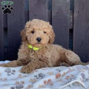 Twinkle, Mini Labradoodle Puppy