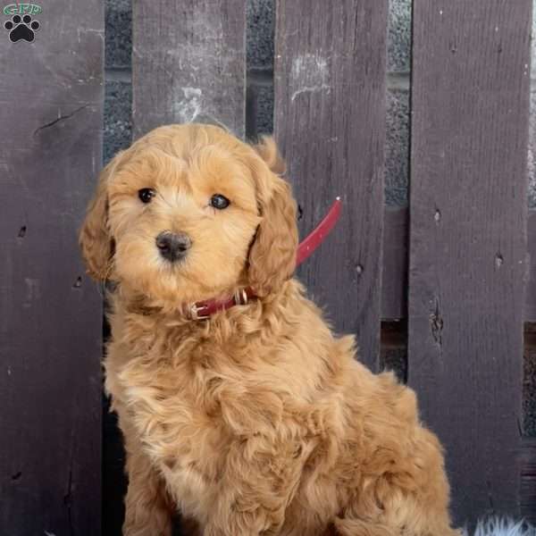 Tony, Mini Labradoodle Puppy