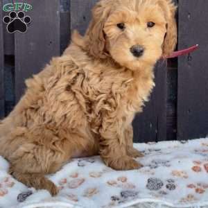 Tony, Mini Labradoodle Puppy