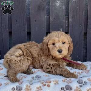 Tony, Mini Labradoodle Puppy