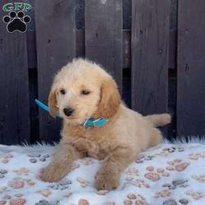 Tootsie, Mini Labradoodle Puppy