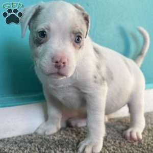 Jewel, American Bully Puppy