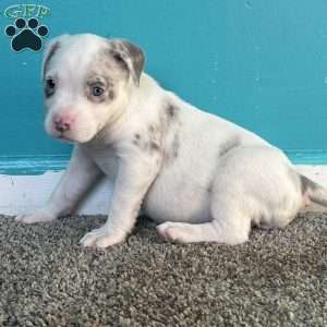 Jewel, American Bully Puppy