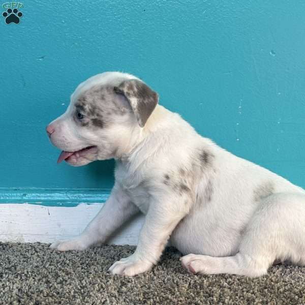 Jewel, American Bully Puppy