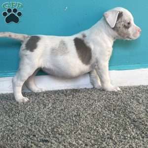 Jewel, American Bully Puppy