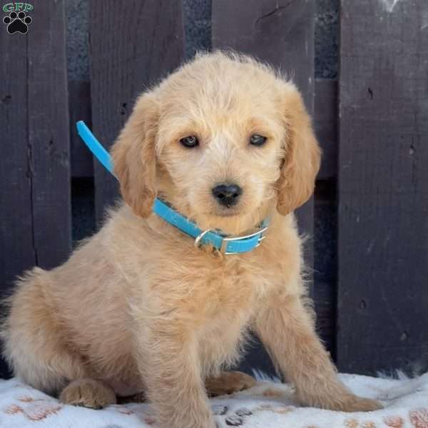 Tootsie, Mini Labradoodle Puppy