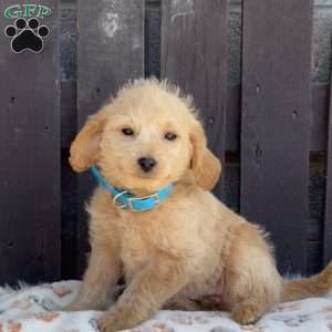 Tootsie, Mini Labradoodle Puppy