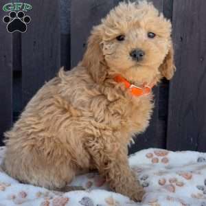 Tank, Mini Labradoodle Puppy