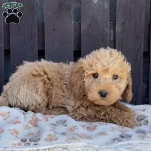 Tank, Mini Labradoodle Puppy