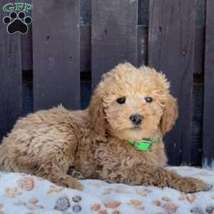 Taffy, Mini Labradoodle Puppy