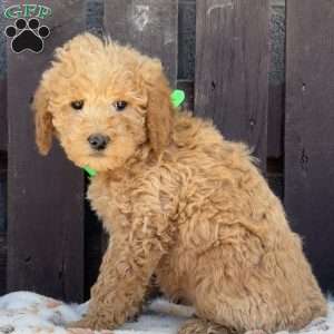 Taffy, Mini Labradoodle Puppy