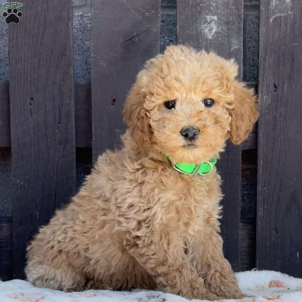 Taffy, Mini Labradoodle Puppy