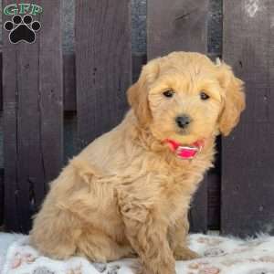 Tulip, Mini Labradoodle Puppy