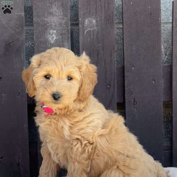 Tulip, Mini Labradoodle Puppy