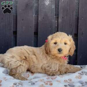 Tulip, Mini Labradoodle Puppy