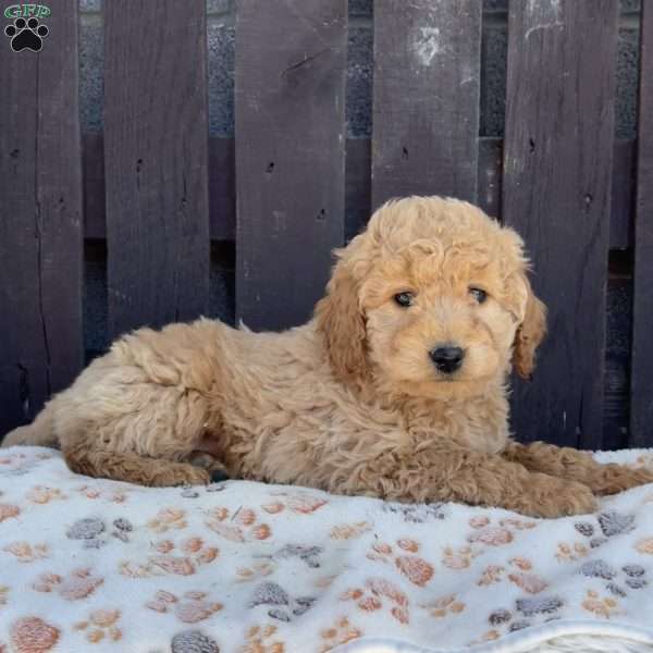 Tessa, Mini Labradoodle Puppy