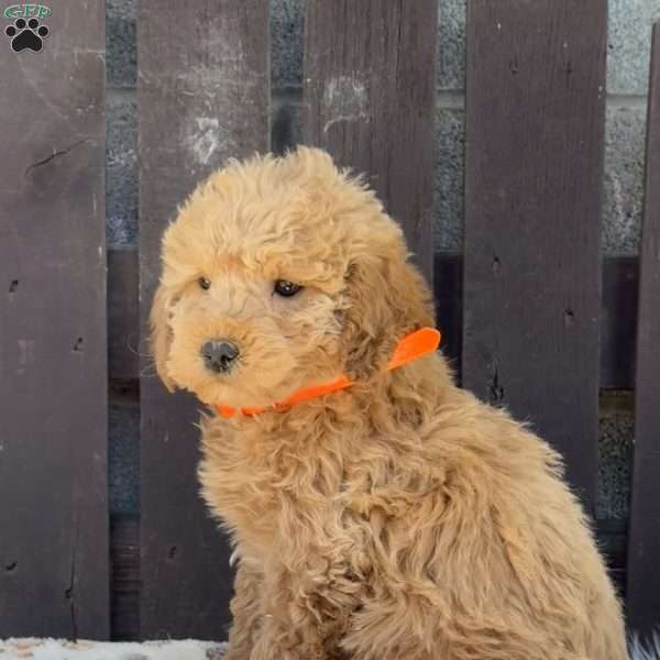 Tank, Mini Labradoodle Puppy