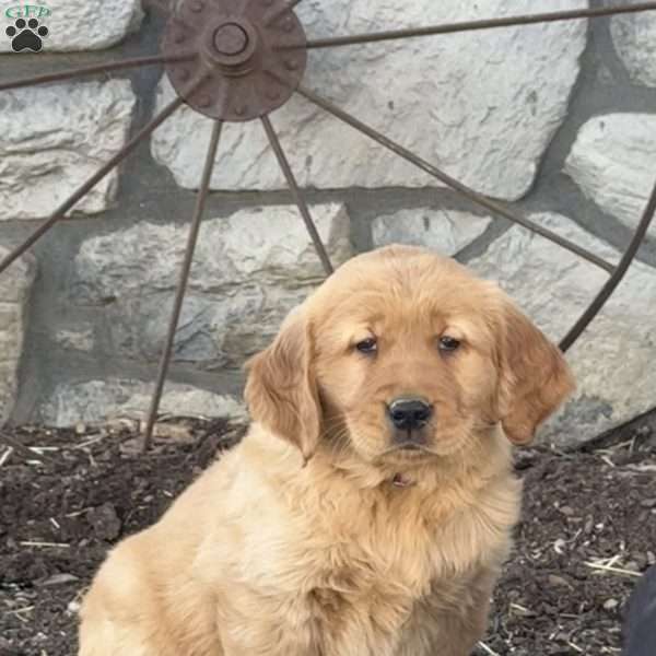 Charlie, Golden Retriever Puppy