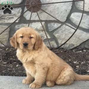 Charlie, Golden Retriever Puppy