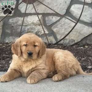 Charlie, Golden Retriever Puppy