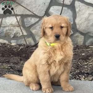 Chloe, Golden Retriever Puppy