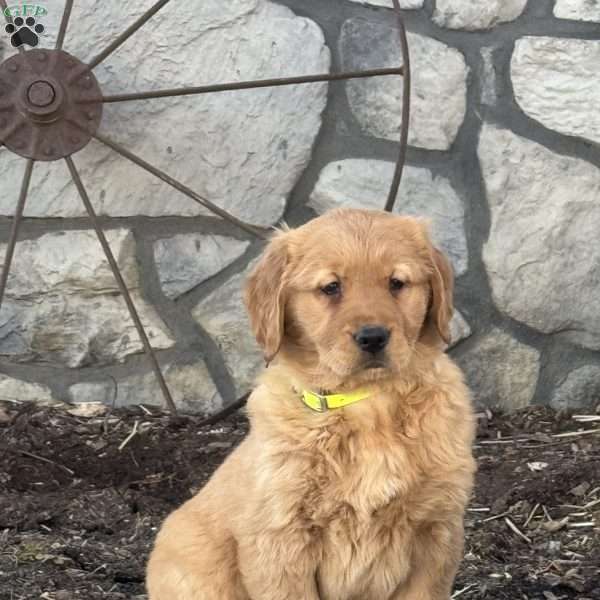 Chloe, Golden Retriever Puppy