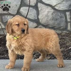 Chloe, Golden Retriever Puppy