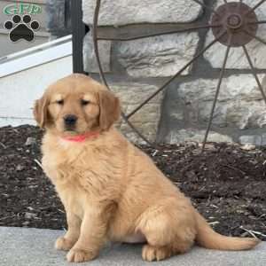 Callie, Golden Retriever Puppy