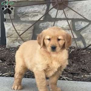 Callie, Golden Retriever Puppy