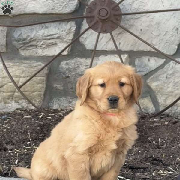 Callie, Golden Retriever Puppy