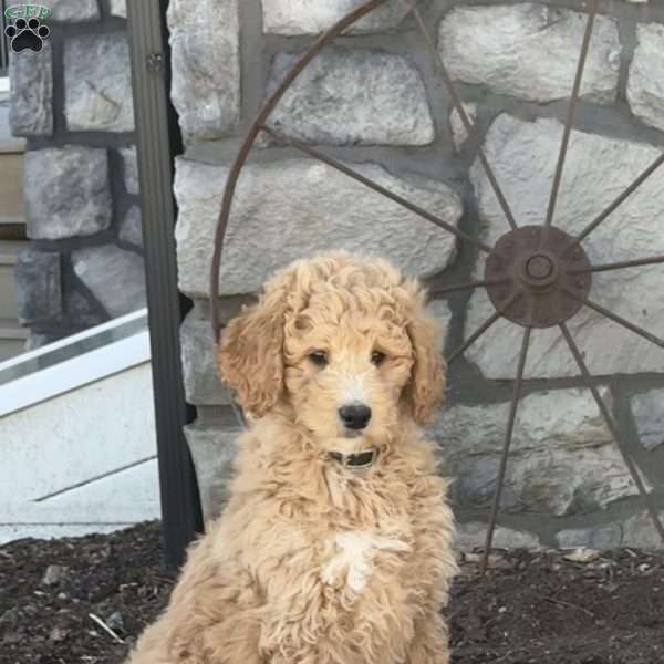 Gus, Goldendoodle Puppy