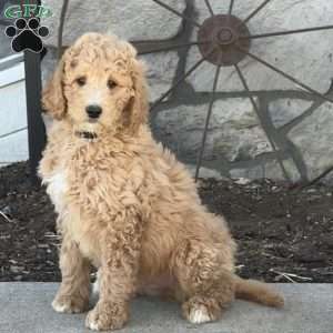 Gus, Goldendoodle Puppy