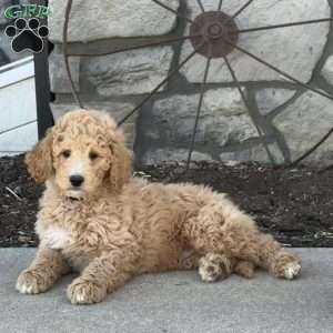 Gus, Goldendoodle Puppy